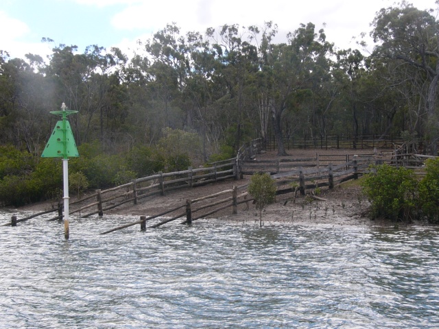 cattle crossing in the narrows